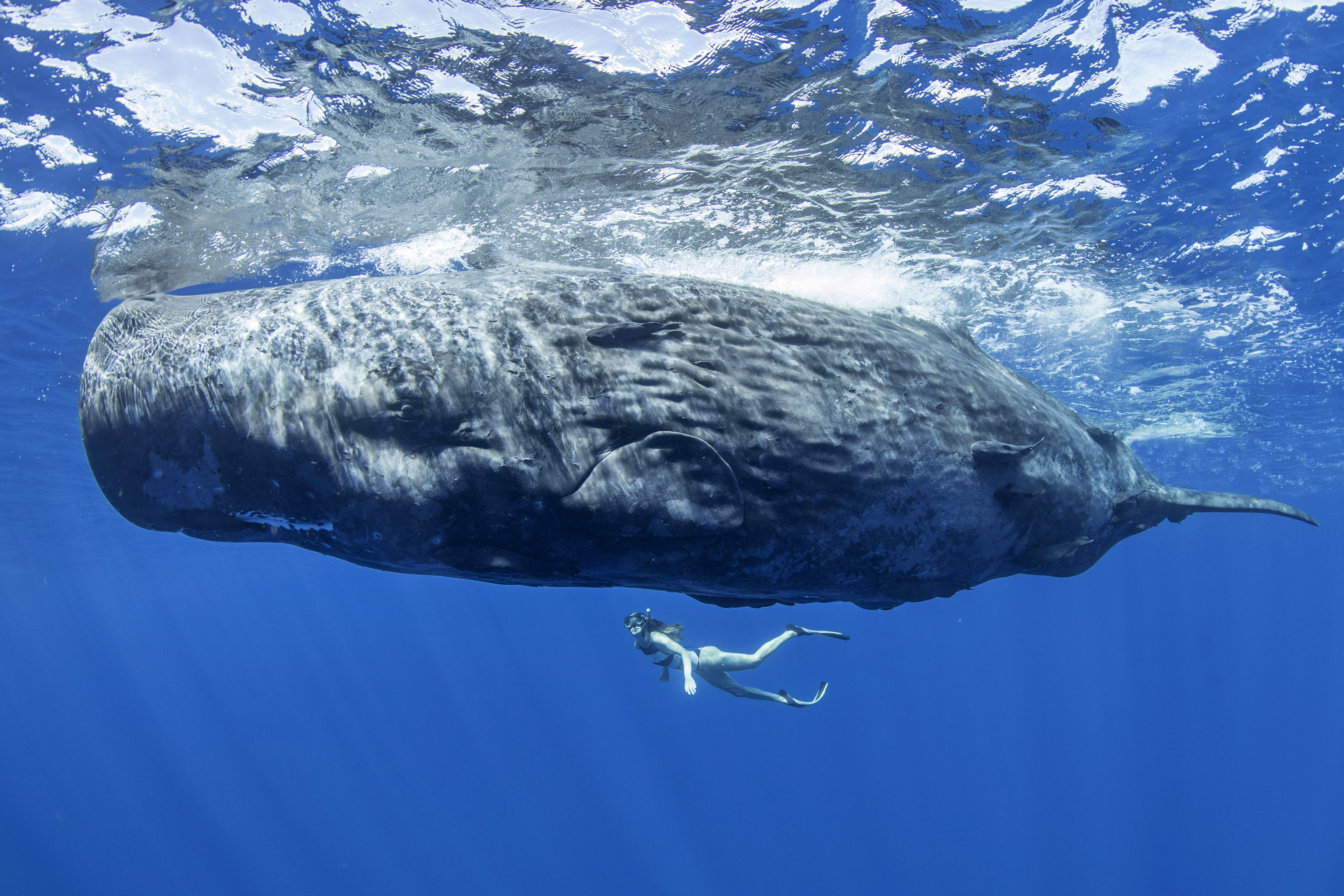 Самое крупное современное животное синий кит. Левиафан Кашалот. Кит Кашалот. Кашалот в Антарктиде. Гигантский горбатый кит.