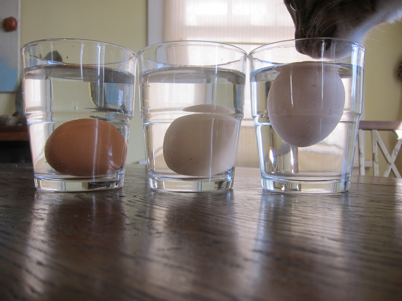 Сколько свежее яйцо. Свежесть яйца в стакане. Яйцо в стакане с водой. Яйцо в стакане с водой свежесть. Свежесть яйца в соленой воде.